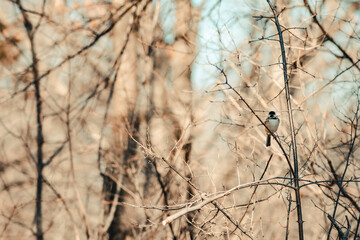 Black-capped chickadee sits on a branch in the forest.