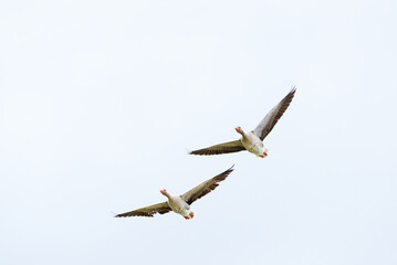 Two geese flying in the sky