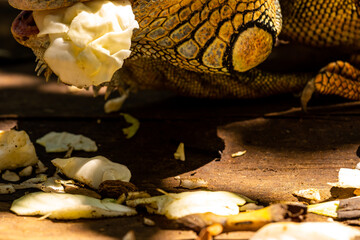tier, leguan, eidechse, natur, reptil, gras, wild lebende tiere, garden, bird, kind, dekoration, wild, sommer, herbst, holz, fisch