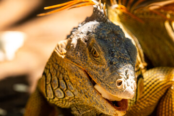 tier, leguan, eidechse, natur, reptil, gras, wild lebende tiere, garden, bird, kind, dekoration, wild, sommer, herbst, holz, fisch