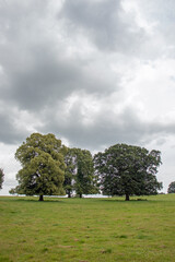 Tree in the field