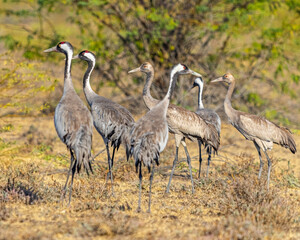 Obraz premium Juvenile and adult common cranes