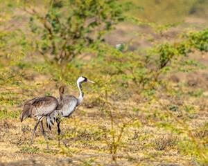 Obraz na płótnie Canvas A Mother and juvenile of common crane walking