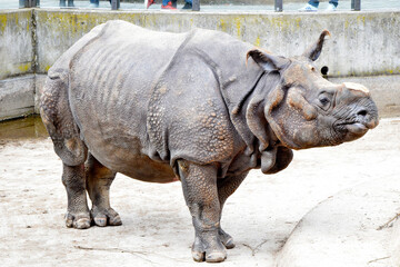 rhino in the zoo