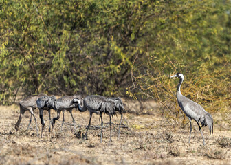 Obraz na płótnie Canvas A Common Crane watching while others grazing in jungle