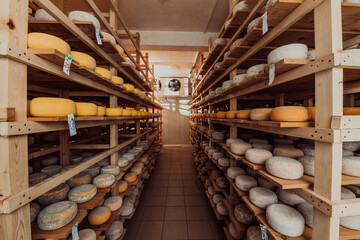 A large storehouse of manufactured cheese standing on the shelves ready to be transported to markets