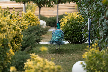 Peacock exploring a garden while having an attitude