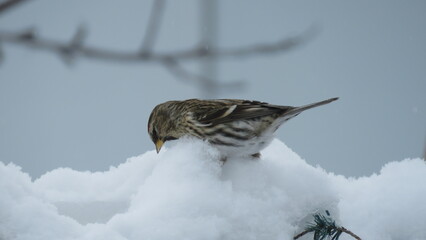 Sizerin, redpoll