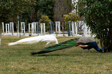 Peacocks exploring a garden while having an attitude