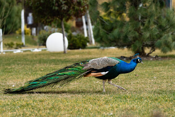 Peacock exploring a garden while having an attitude