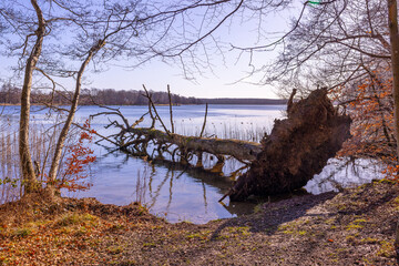A photography of a fallen tree reflected by water surface. The tree is dying, fallen by the storm. Its branches are naked. 