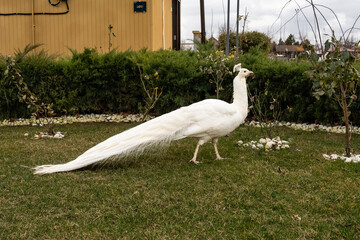 White Peacock exploring a garden while having an attitude