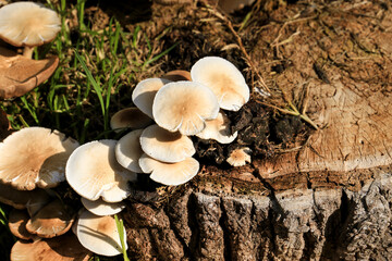 Mushroom on a log in the garden