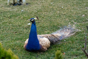 Peacock enjoying the garden while having a rest laying down