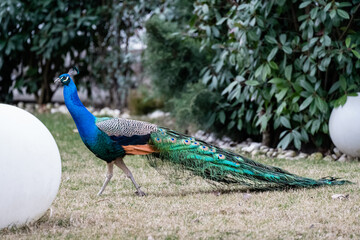 Peacock exploring a garden while having an attitude