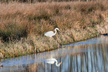 Hunting Great Egret, Ardea alba, hunting position along water's edge standing and watching for a passing fish or frog with swamp with rushes and bushes surrounded with brilliant reflection in water