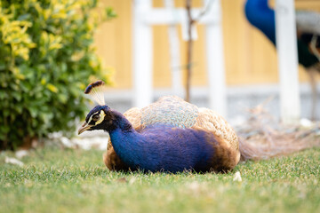 Peacock enjoying the garden while having a rest laying down