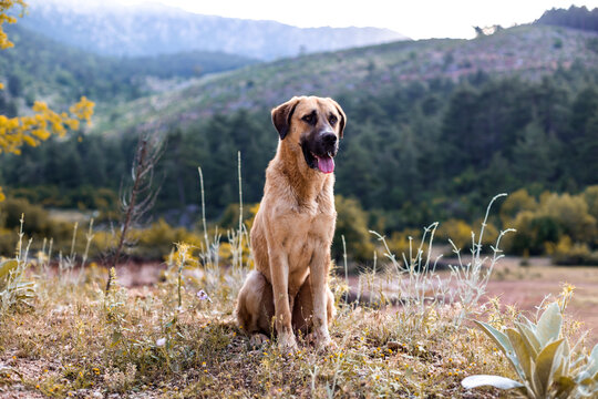 Anatolian shepherd dog sits on a mountain path