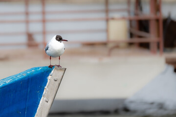 Black headed gull scanning the water from the dock, looking for small fishes