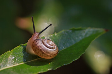 Morning dew on the grass, on which a snail crawls.
Dew drops on the grass in the early morning create a unique picture of peace and quiet. 
