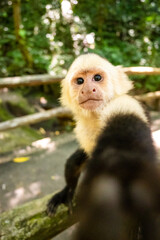 Affen, Papageien, Mittelamerika