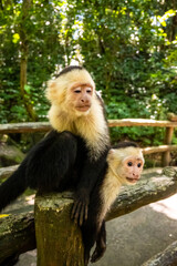 Affen, Papageien, Mittelamerika