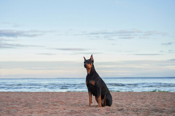 German Standard Pinscher on the beach near the water, on the sea. dog in nature
