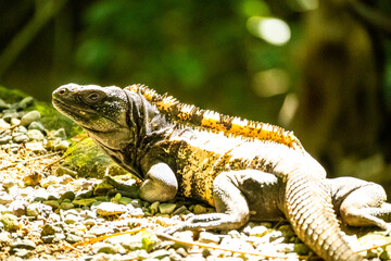 Affen, Papageien, Mittelamerika