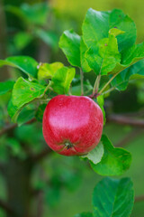 Red apples on tree
