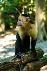 Affen, Papageien, Mittelamerika