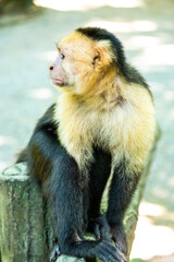Affen, Papageien, Mittelamerika