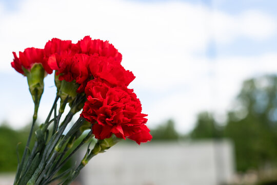 Red flowers bouquet .red carnations in honor of the victims. In memory of the war dead, the wrecked, the buried. Flowers on the grave. Victory Day. Memorial Day. copy space