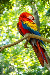 Roatan, Honduras, Karibik, Papagei