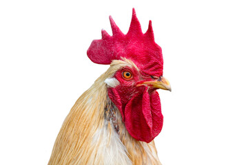 isolated head of chicken