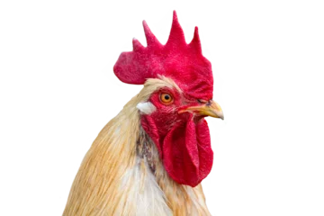 Foto op Canvas isolated head of chicken © Wolfilser