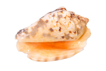 isolated shell of ocean mussel and snail