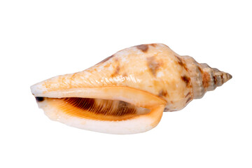 isolated shell of ocean mussel and snail