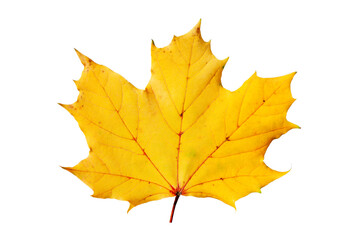 isolated leaf of maple tree