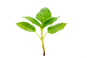 isolated young plant with few green leaves