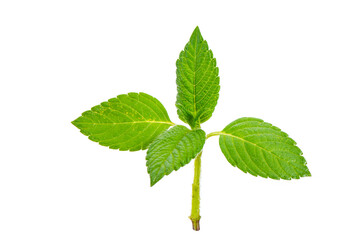 isolated young plant with few green leaves