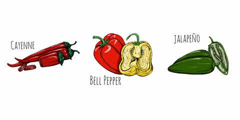Hand drawing peppers. Hot pepper. Botanical illustration