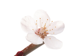 Almond white flower with branch in PNG isolated on transparent background