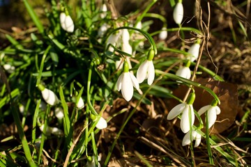 snowdrops in the sun at spring