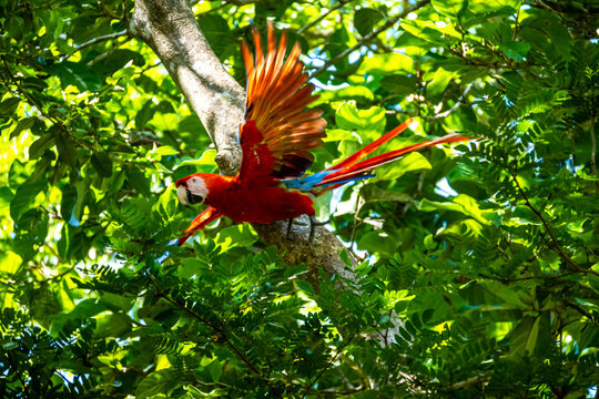 Roatan, Honduras, Karibik, Papagei