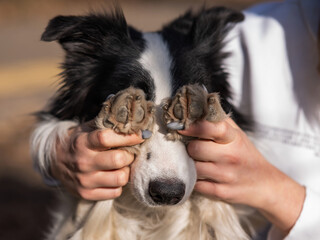 The owner closes the eyes of the border collie dog with his paws. 