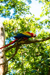 Obraz premium Hellroter Ara auf einem schrägen Ast im Wald auf Roatán in Honduras