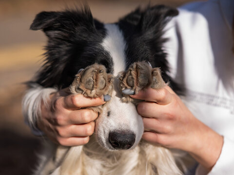 The owner closes the eyes of the border collie dog with his paws. 