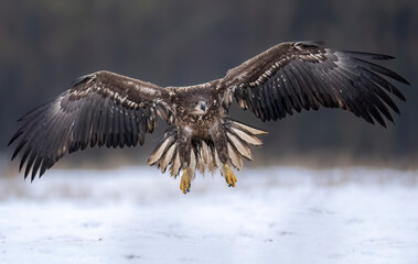 Sea eagle or white tailed eagle ( Haliaeetus albicilla)