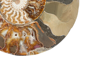 prehistoric fossil section of an ammonite © TonelloPhotography