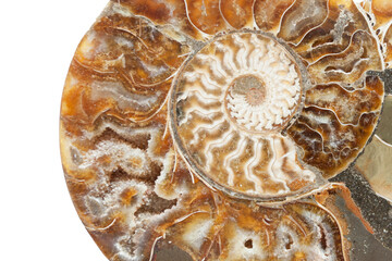 prehistoric fossil section of an ammonite